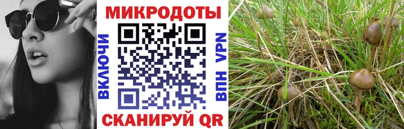 Псилоцибиновые грибы Psilocybe  Купить  Большой Камень 
